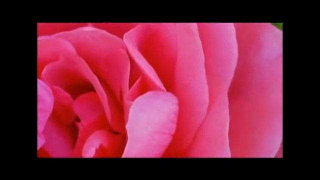 Meditation Visual De Rosas