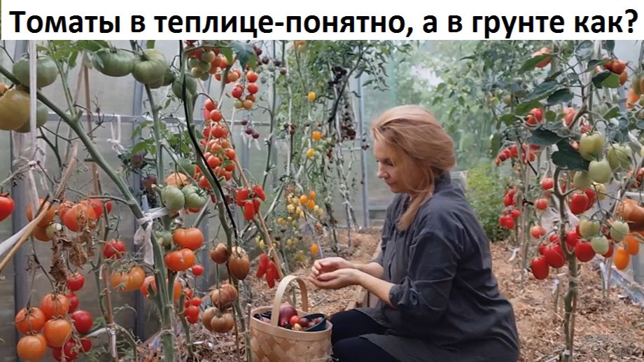 Томаты в открытом грунте. Природное земледелие.