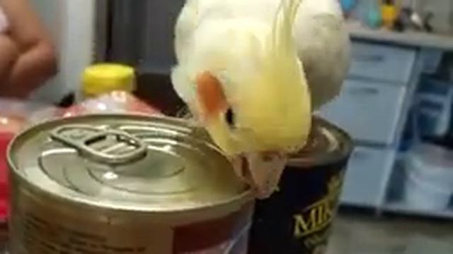 попугай вскрывает тушёнку