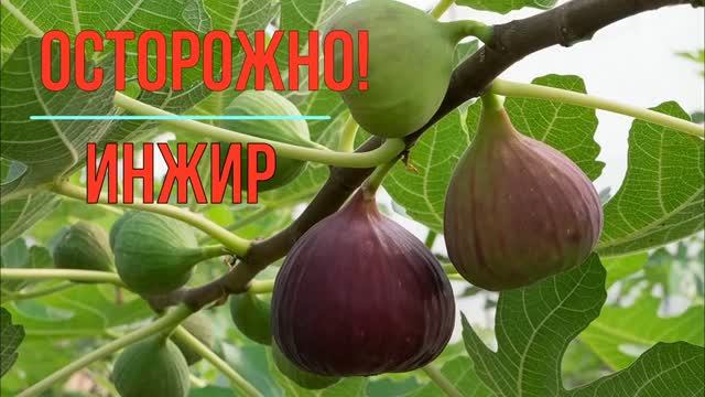 Чем коварен Инжир и другие интересные факты о нём. Смоковница, Фиговое дерево, Винная ягода.