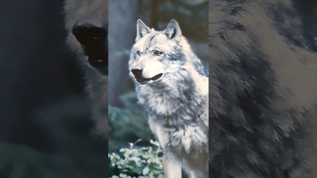 Прасти новая песня
Ярик т