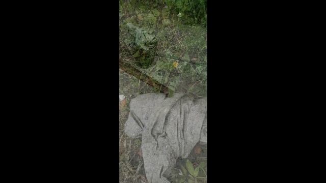 Неожиданно ящерка заговорила человеческим голосом 🤣🤣🤣