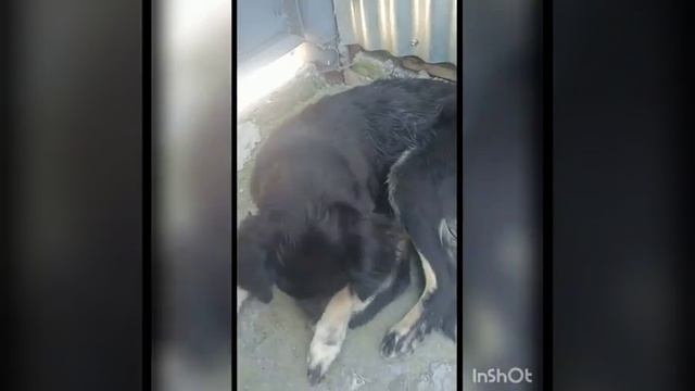 Собака обиделась