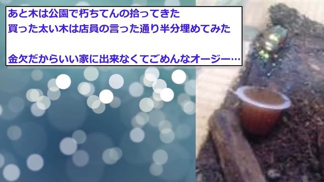 【2ch面白いスレ】カナブン見つけた