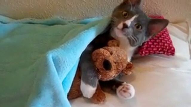 милый котик