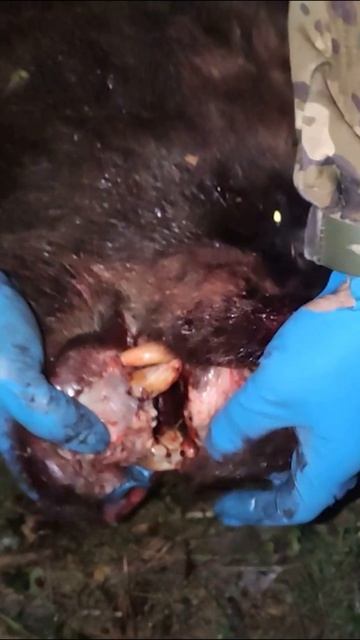 Охота на медведя. Старый медведь. часть зубов стёрта и сколота.