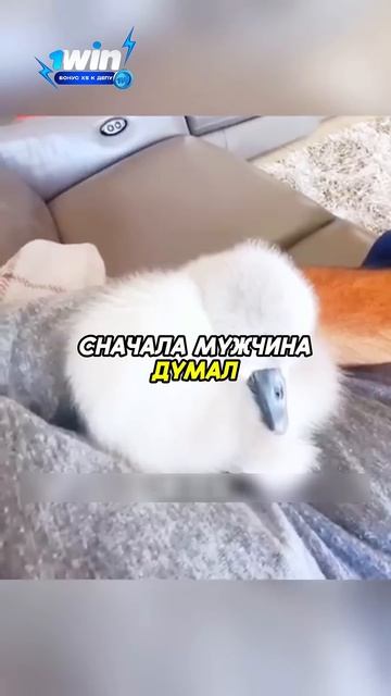 Человек думал что спас утёнка, а это оказался лебедь❤️ #животные #animals