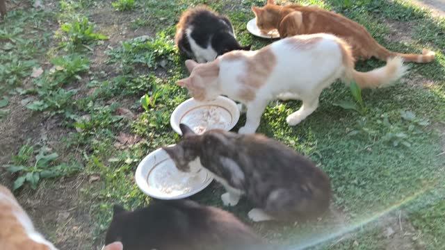 Пятница 4 сентября 🐱😺🐱