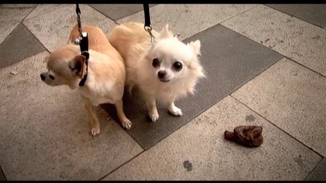 AMOGLIANIMALI-Apple ProRes 422-QuickTime H.264.mov