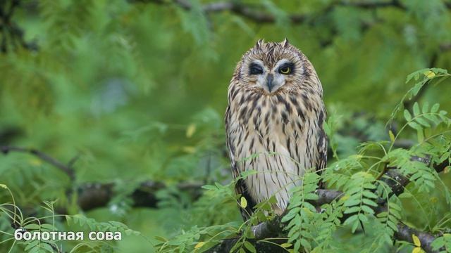 Всем сладки сов! / Болотная сова.