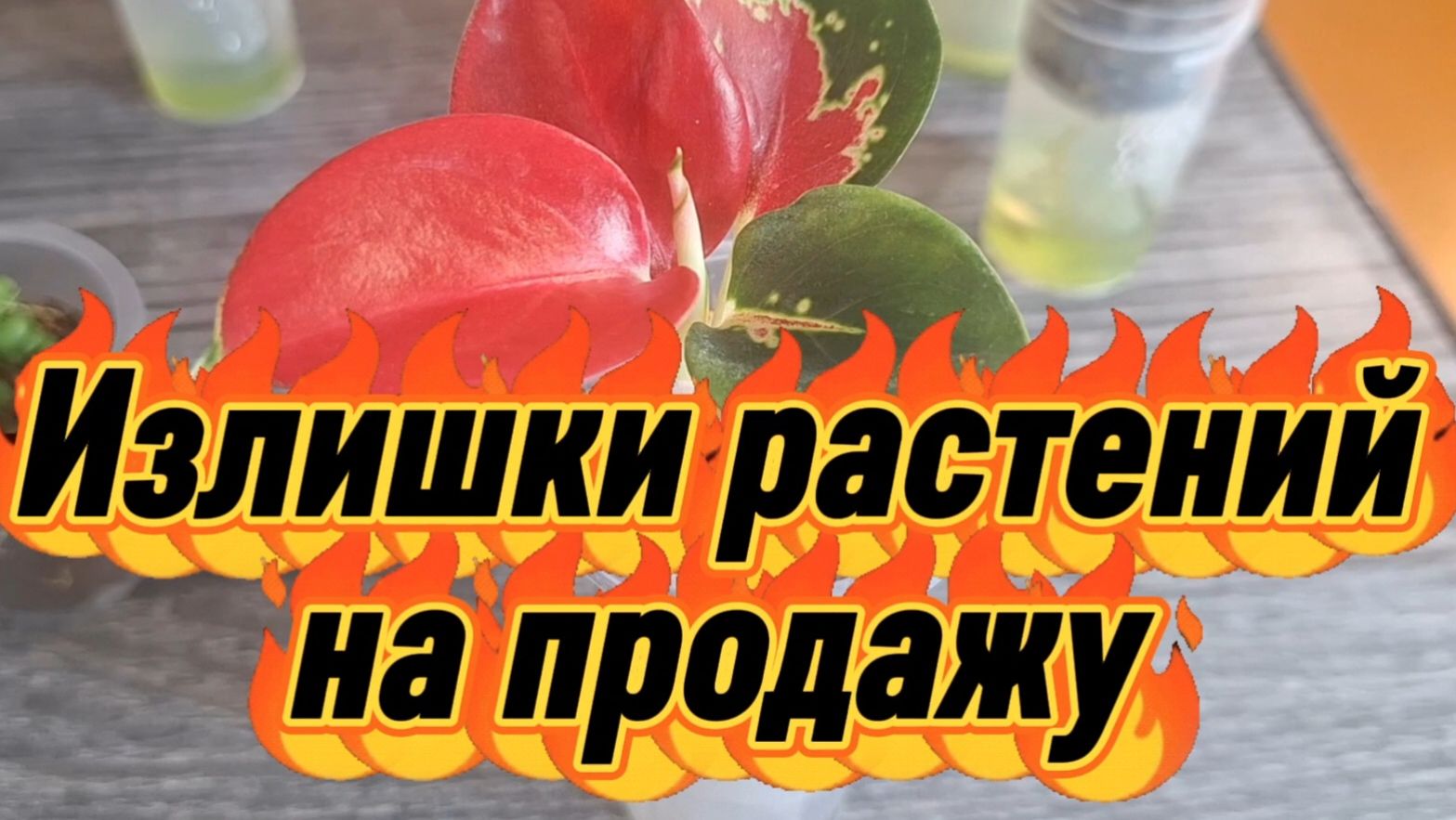 Растения на продажу. Сентябрь