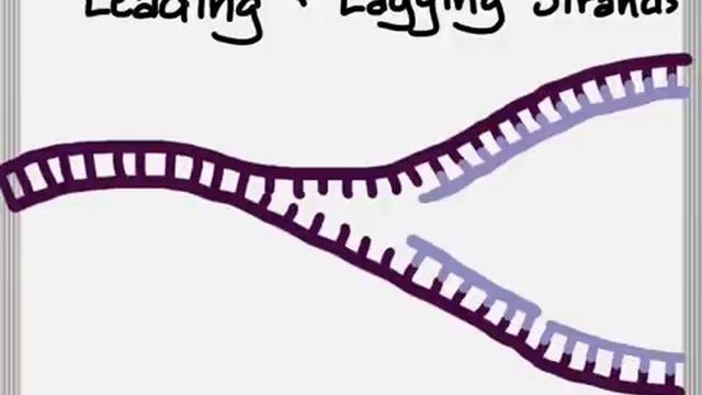DNA Structure And Function-Part 3: DNA Replication