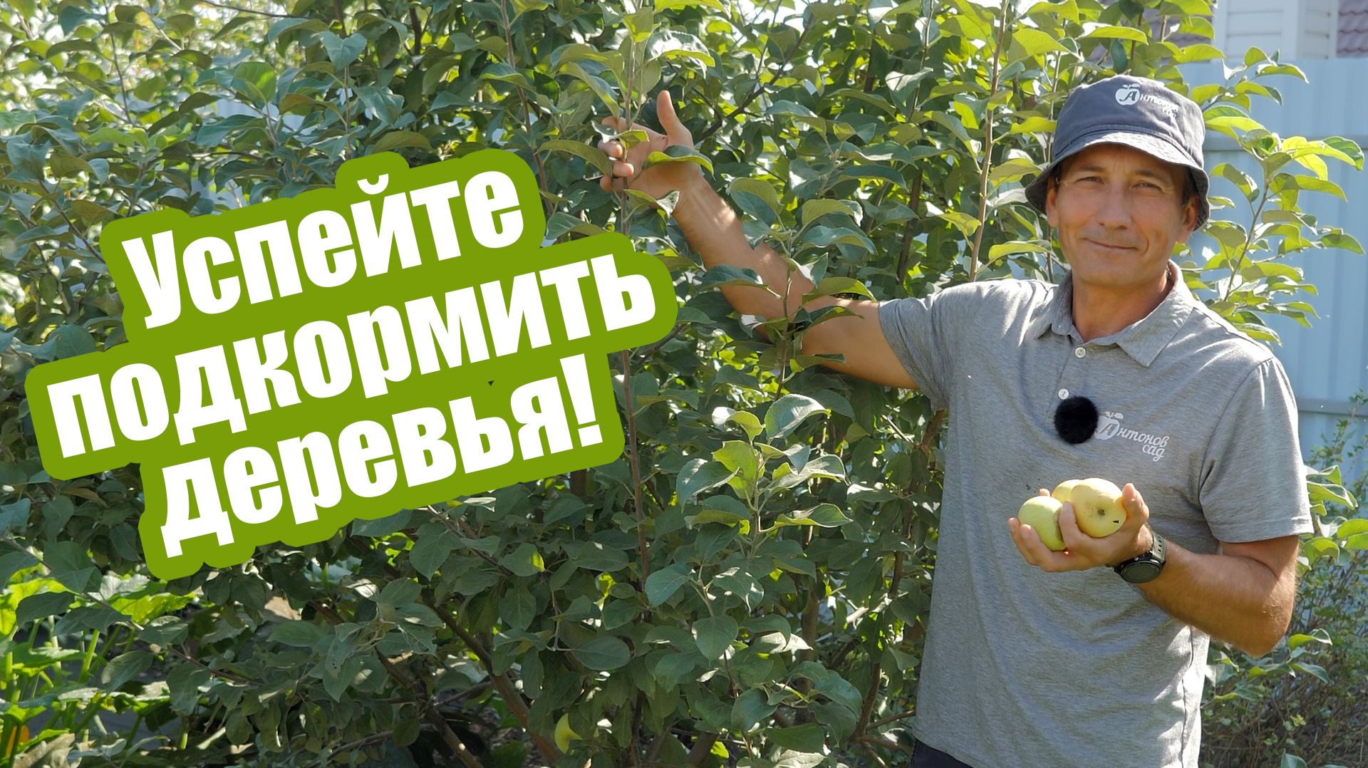 Когда и чем подкормить деревья осенью