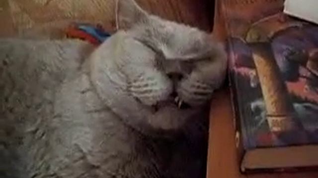 КотЭ храпит - жесть! 0 о