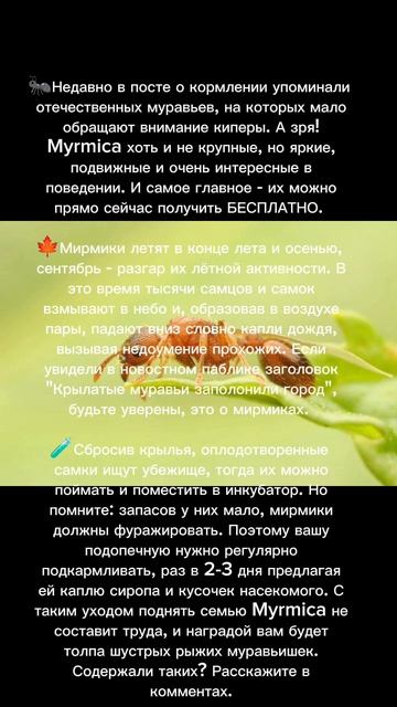Каких муравьёв можно поймать сейчас? 