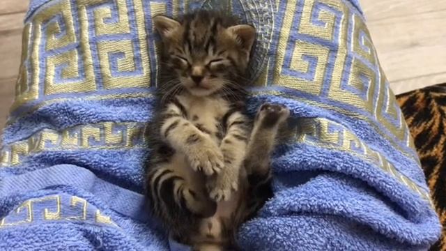 Самый милый котёнок на YouTube.  Бенгальский котенок.So Cute Kitten!!!