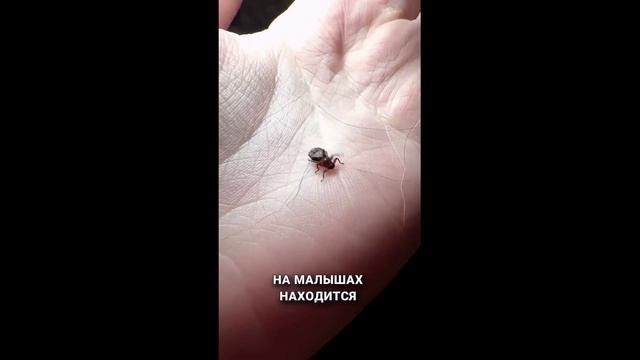 Спасение новорожденых лосят
