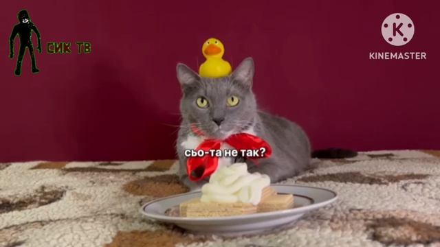 Если бы Котийнет показывал на Сик тв