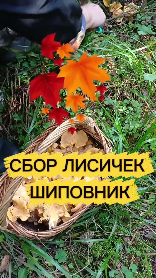 Лисички, шиповник для заварки 👀👍