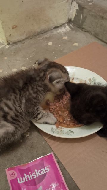 Нашел котяток🐱😺