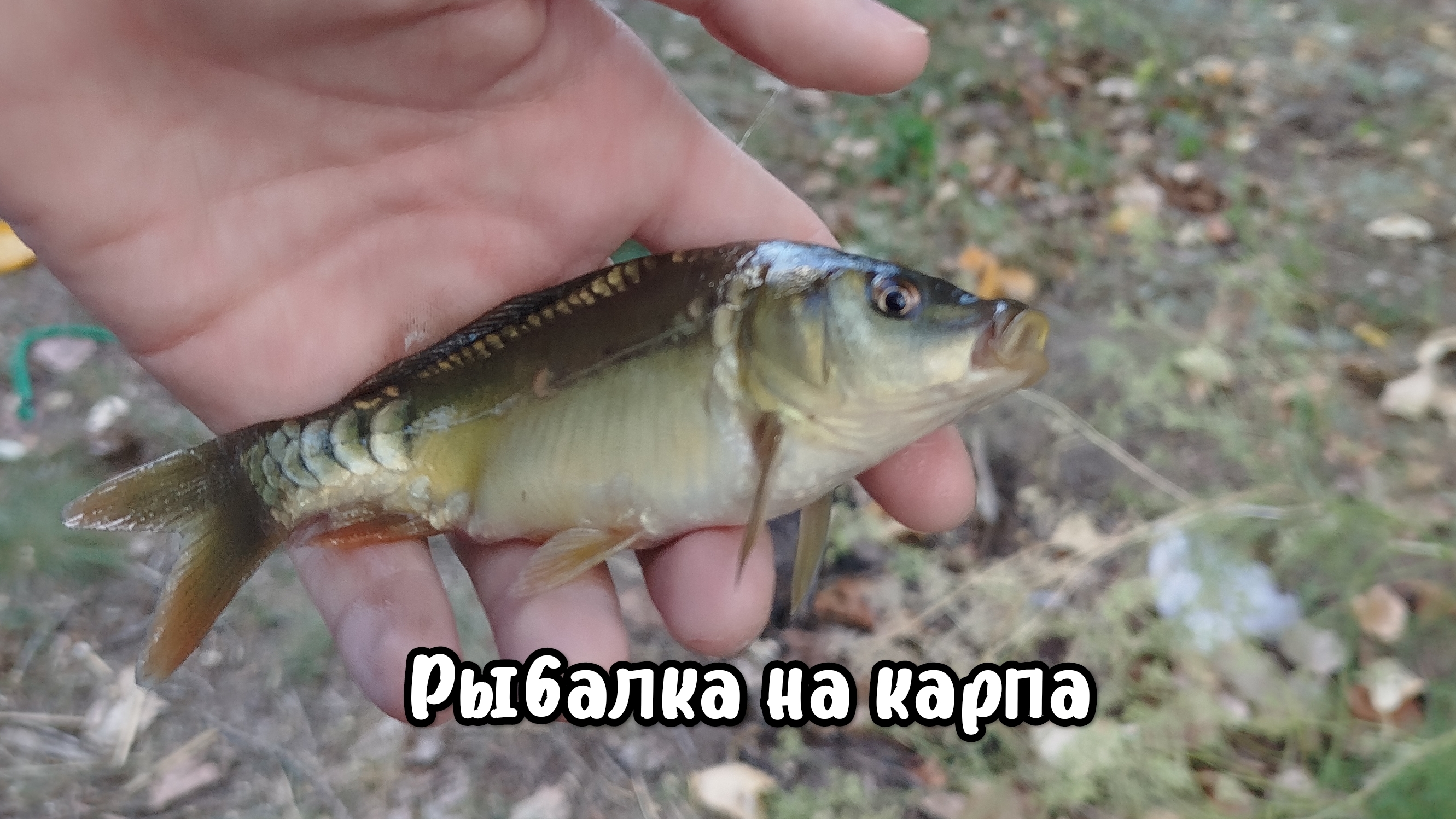 Рыбалка на карпа в конце августа