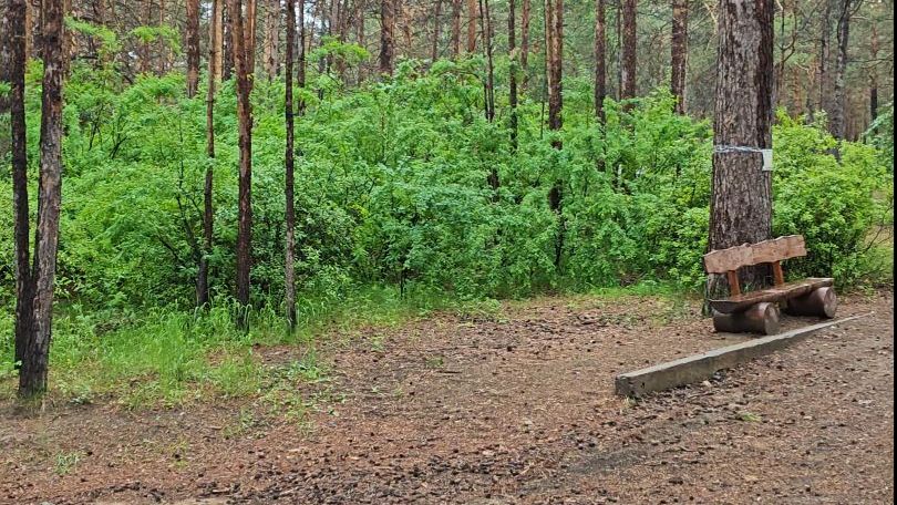 Тропа добра после дождя. Чита СибВо