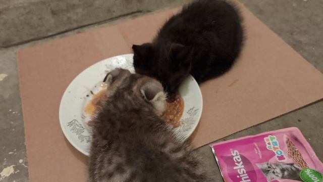 День стольника у кошек🐈⬛🐈🐈Нашел котят!