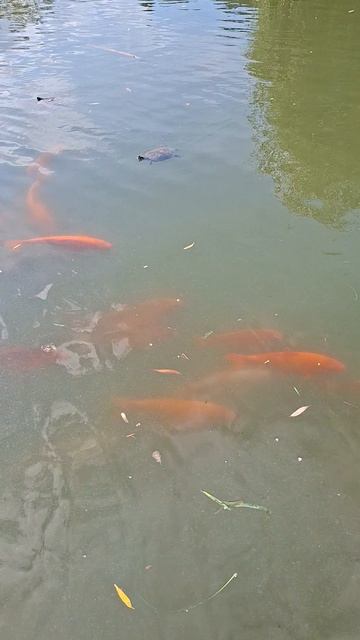 Рыбки