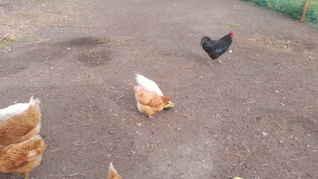 1000080558.mp4куры