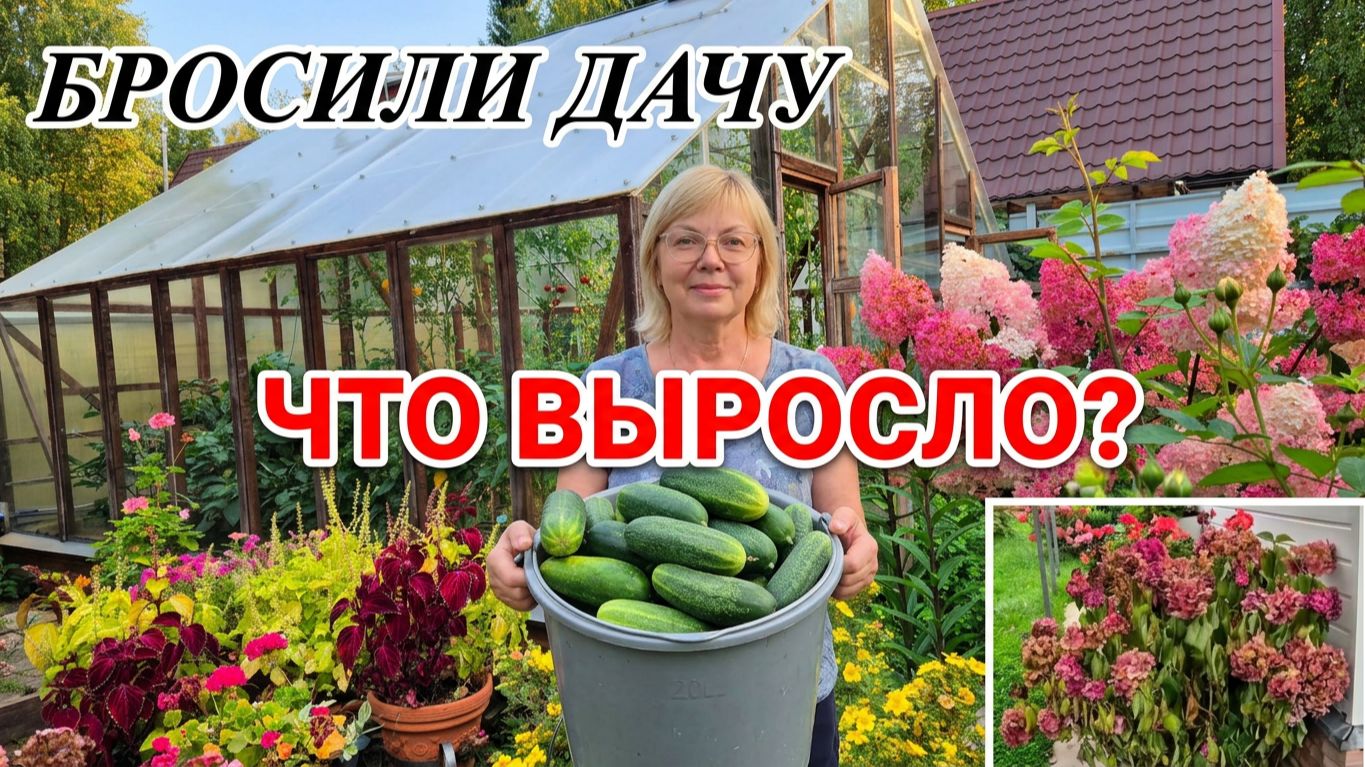 Бросили дачу на две недели  Вот что увидели, когда приехали  Сами в шоке Удивляемся