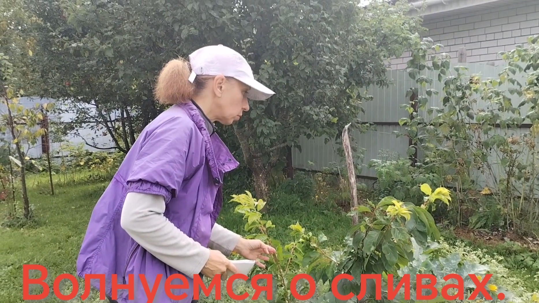 Волнуемся о сливах. Дождь не даёт нормально работать🥶 04-09-2026