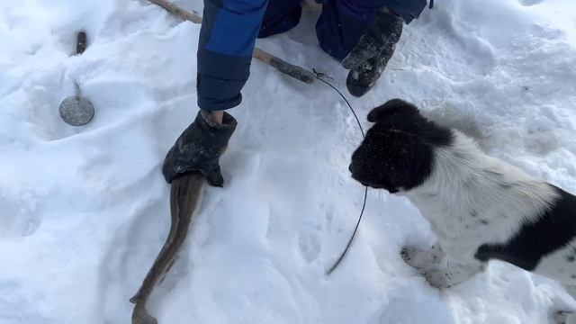 МАЛЕНЬКУЮ ВЫПУСКАЕМ БОЛЬШУЮ ЛОВИМ КАК ЭТО РАБОТАЕТ