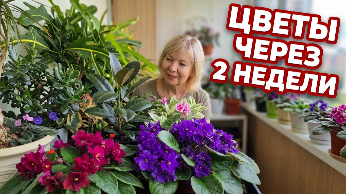 Как сохранить цветы, если уезжаешь надолго Что увидела через две недели Покупки из Лабинска