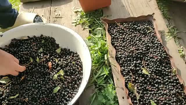 Черёмуха душистая.