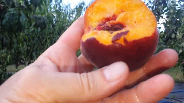 Персик Симфония. 5.09. 26