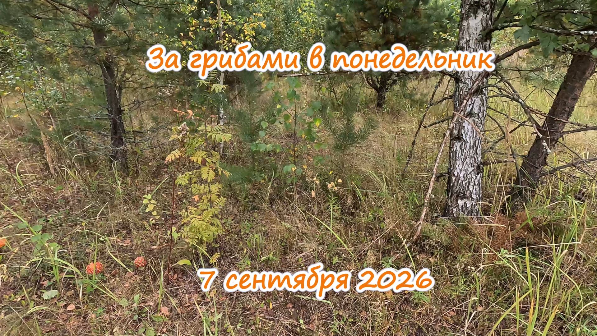 За грибами в понедельник 7 сентября 2026