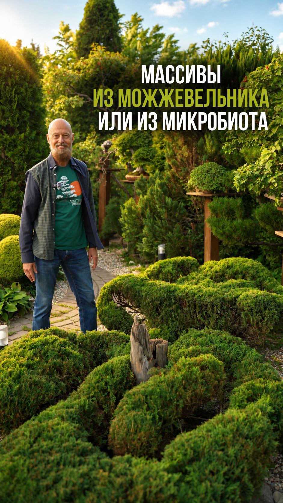 Массивы из можжевельника или из микробиота