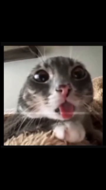 Эдит коты