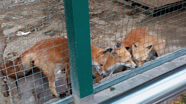 один день маленьких лисят - игры , беготня и весёлый писк