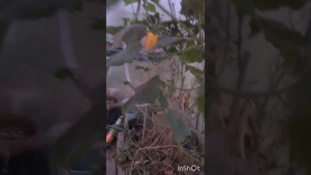 ЖИВЁМ В ДЕРЕВНЕ