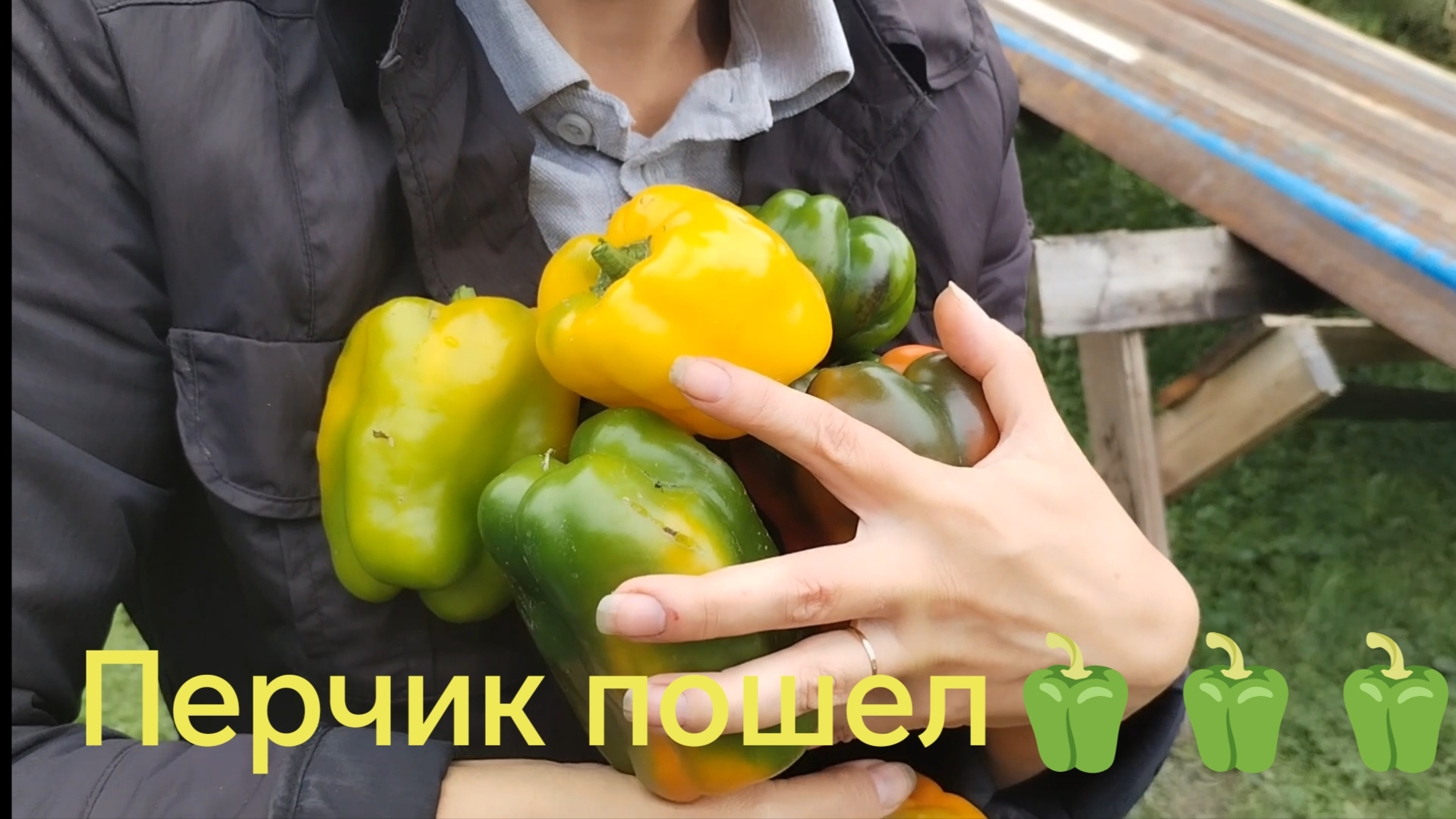 Перчик радует урожаем))) 06-09-2026