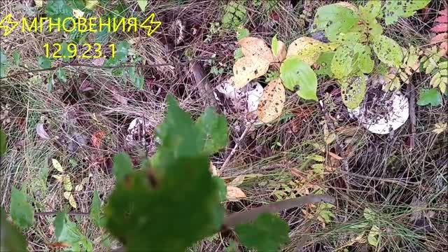 ⚡МГНОВЕНИЯ⚡ 12.9.23.1