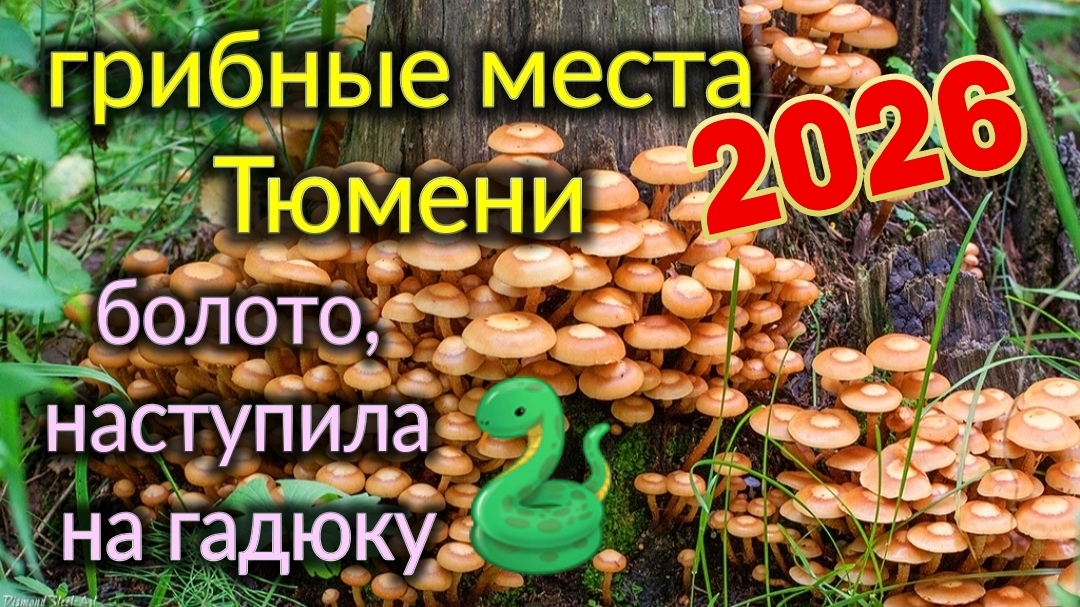 Из Ейска в Тюмень. Грибные места 2026. Наступила на гадюку. Вот это грузди!👍