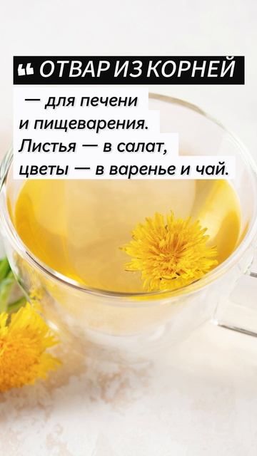 Одуванчик