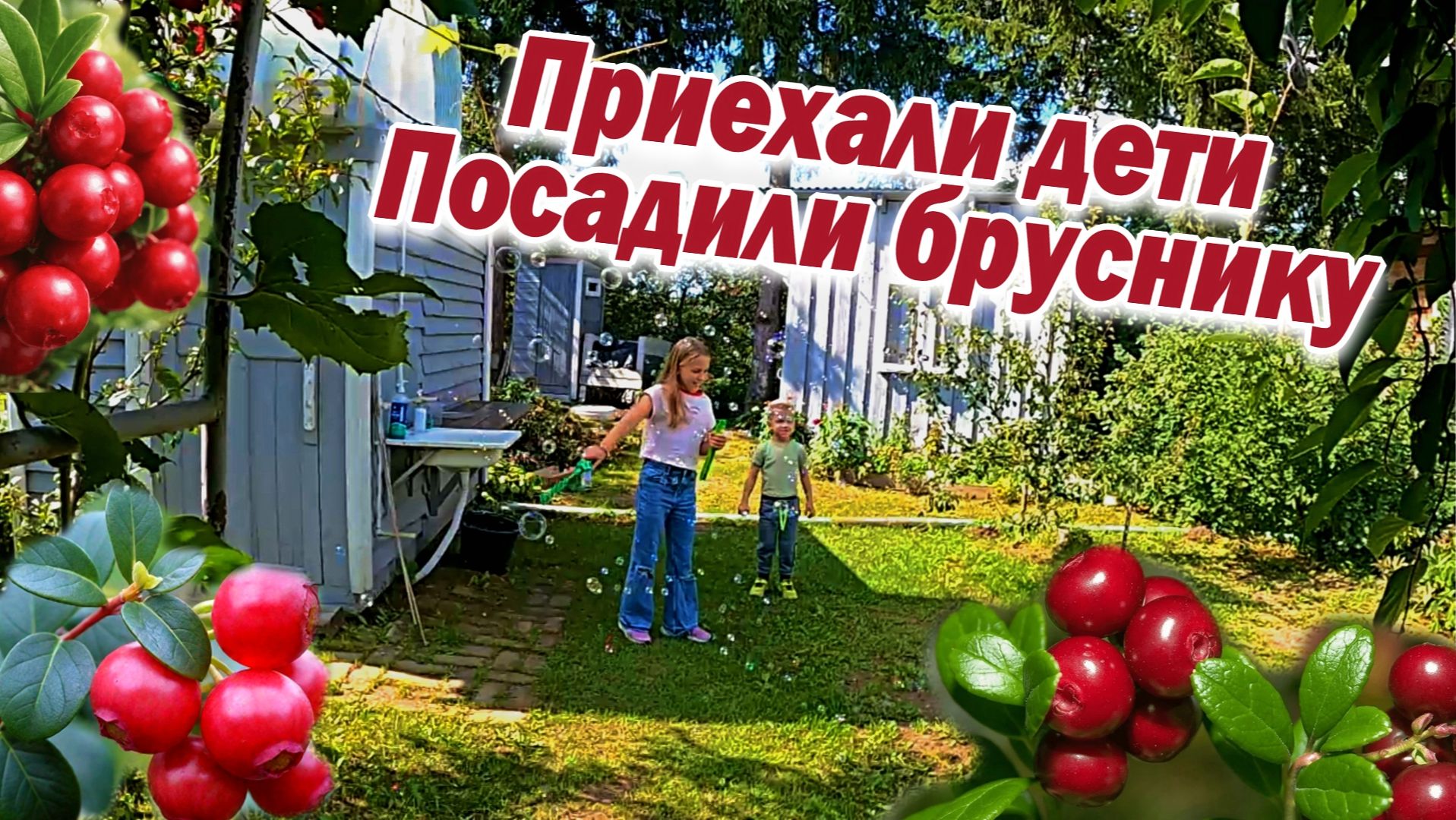 Дети приехали Посадили бруснику