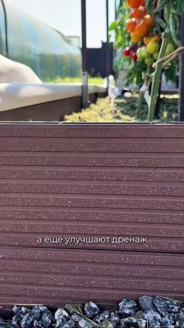🍅 ПОЧЕМУ НАШИ ТОМАТЫ НЕ ЗАБОЛЕЛИ В ОТКРЫТОМ ГРУНТЕ?