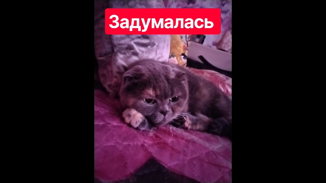 Тяжела жизнь Кэсси