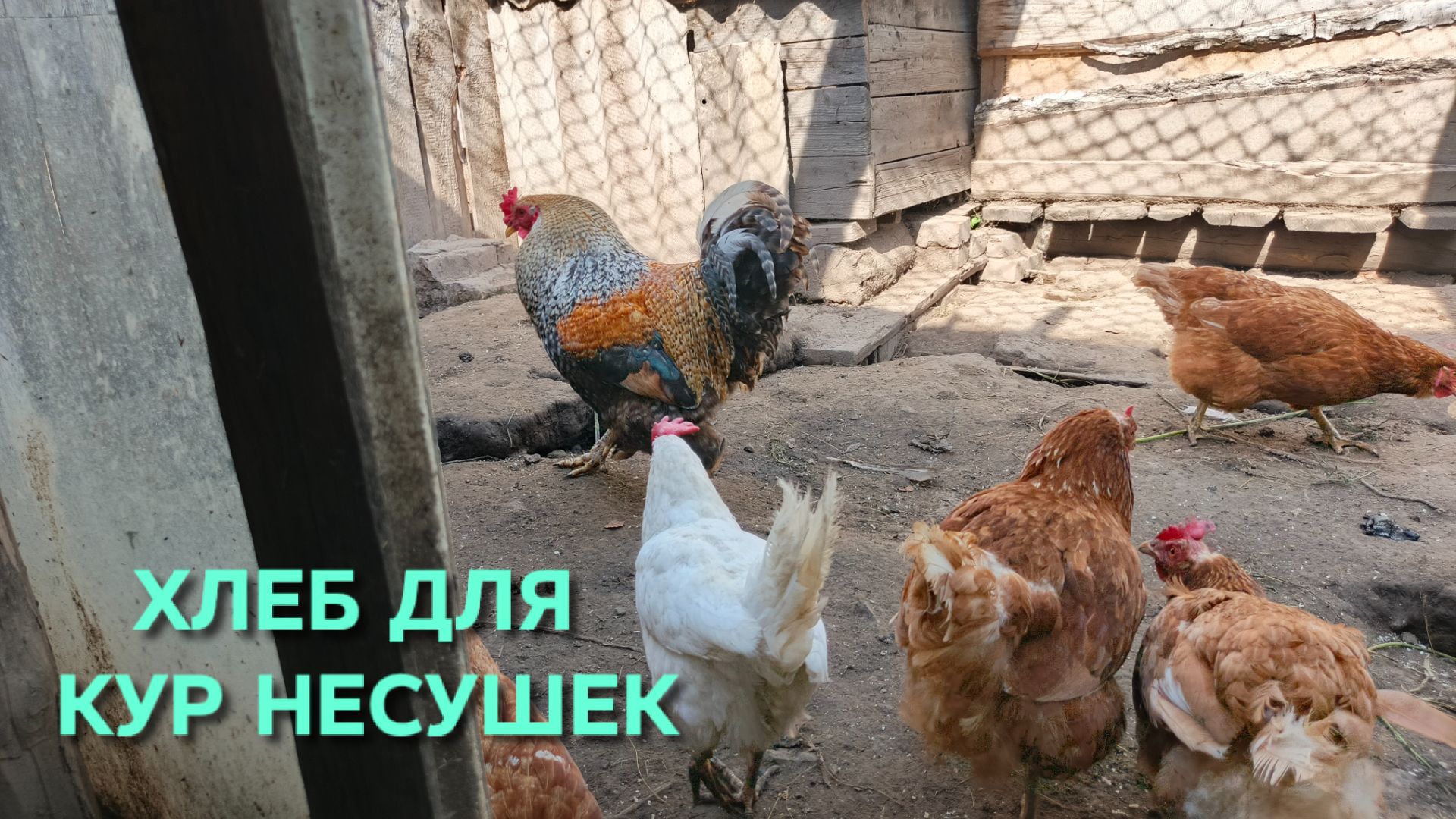 Домашнее птицеводство Можно ли кур-несушек кормить хлебом