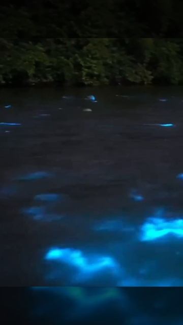 Плавающие рыбки в воде и эффект биолюминесценции.