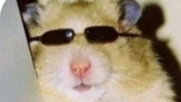 Эдит Хомяшу338